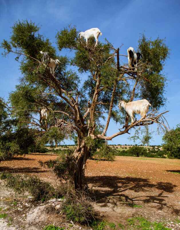 huile-argan-bio-pure-maroc