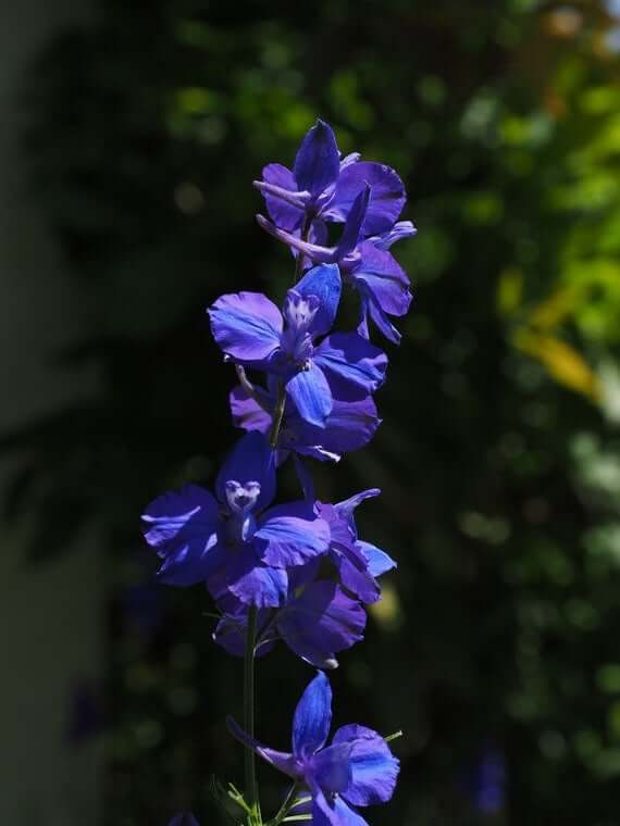 plante-nila-blue